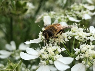 0D65F51F-0960-4818-AB32-0D12913DF73A.jpeg