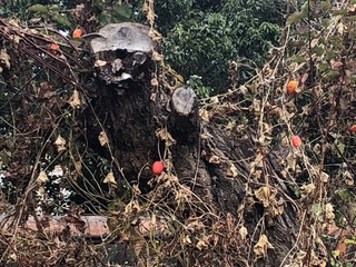 B3A91007-433B-4F28-AA68-D0722206A3F2.jpeg