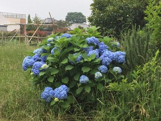 E59A6D9F-E702-403E-B5C4-9EB78AF06914.jpeg