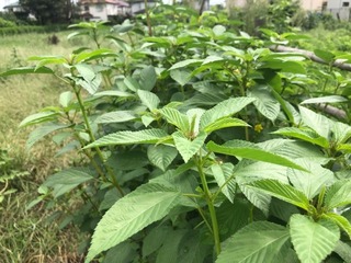 IMG_0347.jpeg