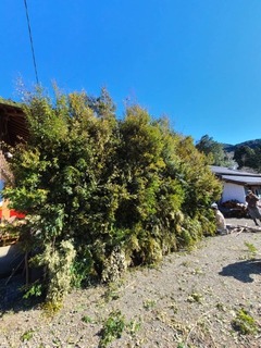 IMG_0634.jpeg