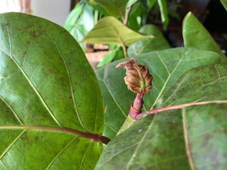 IMG_1749.jpeg