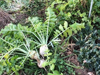 IMG_1769.jpeg