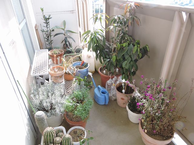 2014-12-28 001花と観葉植物