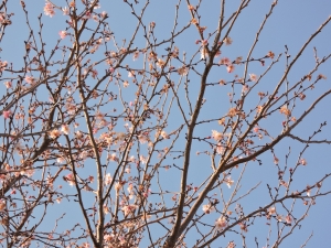 2015-01-05 001