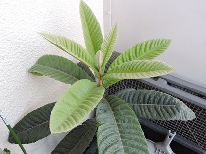2015-03-29 006