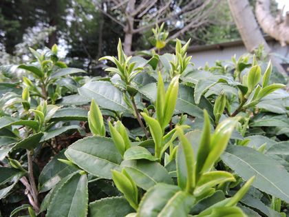 blg-2016-04-06 018